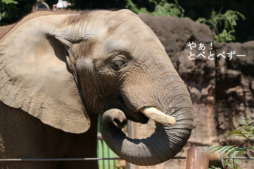 とべ動物園アフリカゾウのブログ：やぁ！とべとべずー