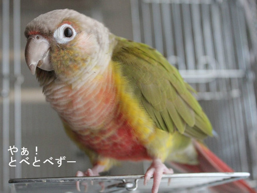 ウロコインコの『もみじ』さん
