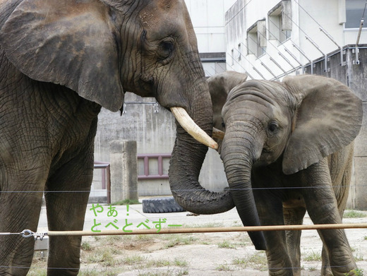 とべ動物園ブログ:リカ、ピース、柑太郎、砥々丸