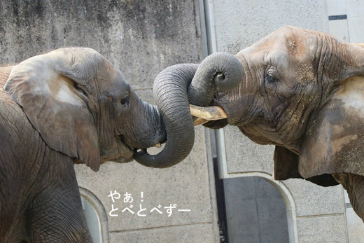 とべ動物園ブログ:リカ、ピース、柑太郎、砥々丸
