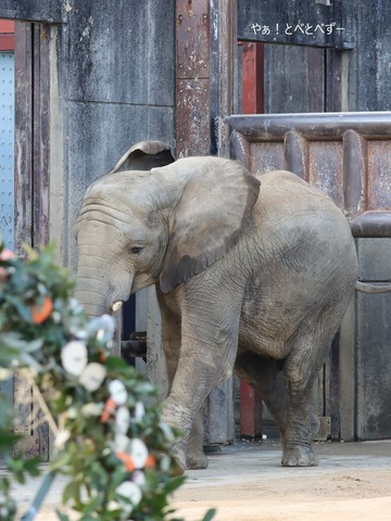 アフリカゾウ、アジアゾウ大好きブログ