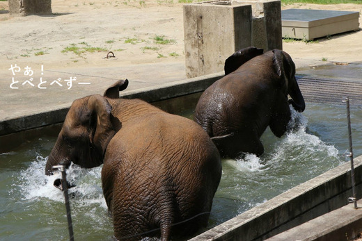 プールで遊ぶアフリカゾウの姉妹：媛ちゃん、砥愛ちゃん