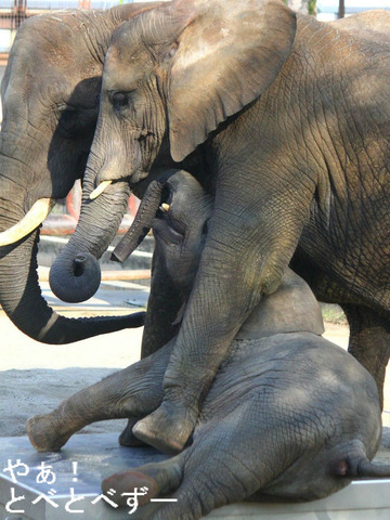 日本で唯一アフリカゾウの家族が暮らす愛媛とべ動物園