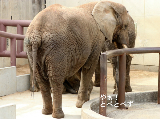 とべ動物園アフリカゾウ:リカ母さん(メス、推定31歳)