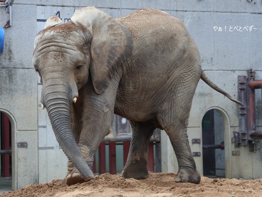 とべ動物園アフリカゾウのブログ：やぁ！とべとべずー