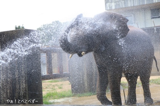 アフリカゾウ、アジアゾウ大好きブログ:やぁ!とべとべずー