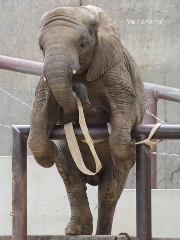 アフリカゾウ、アジアゾウ大好きブログ：やぁ！とべとべずー