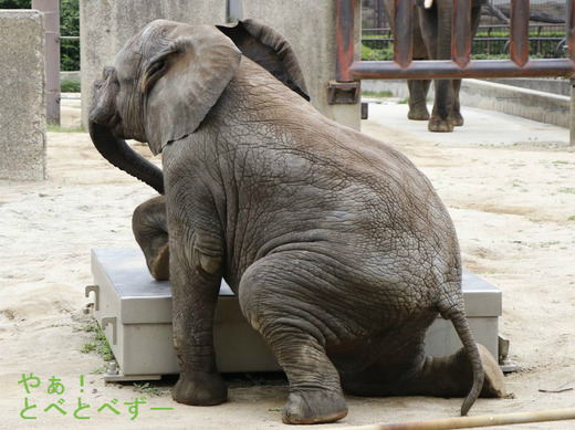 砂場で寝ころぶアフリカゾウの媛ちゃん