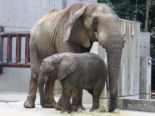サバンナゾウのお父さんと赤ちゃんゾウ