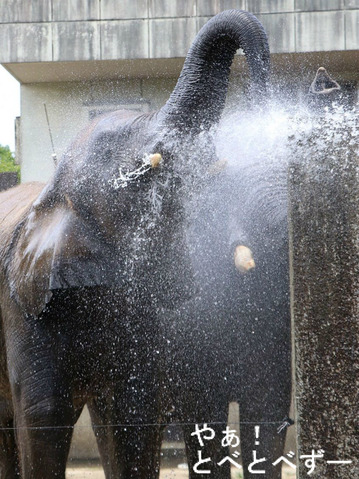 水浴びをするアフリカゾウの媛ちゃん