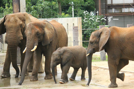 とべ動物園アフリカゾウのブログ：やぁ！とべとべずー