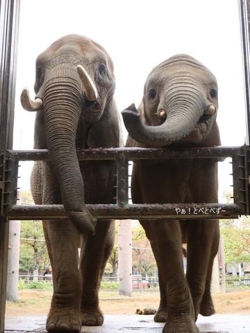 とべ動物園アフリカゾウの親子:リカ母さん、砥愛ちゃん