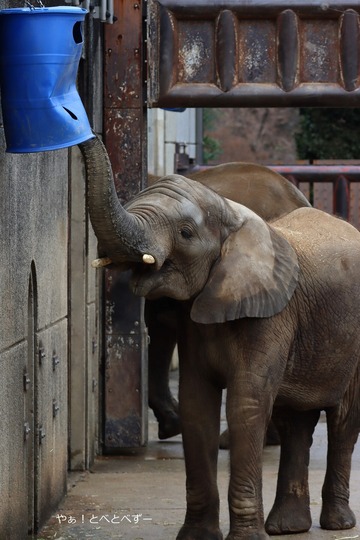 フィダーから干し草ご飯を食べるアフリカゾウ@とべ動物園