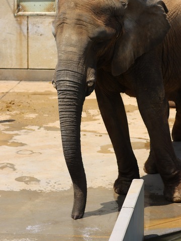 アフリカゾウ、アジアゾウ大好きブログ：やぁ！とべとべずー