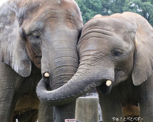 とべ動物園アフリカゾウの姉妹:媛ちゃん、砥愛ちゃん