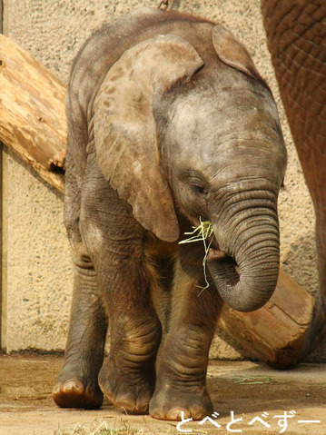 アフリカゾウの赤ちゃん：砥愛（とあ）ちゃん