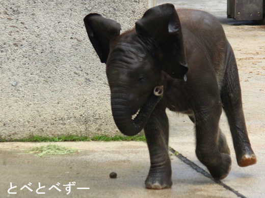 水遊びをして興奮するアフリカゾウの赤ちゃん