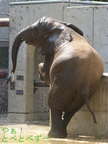 とべ動物園ブログ:やぁ!とべとべずー