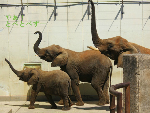 とべ動物園アフリカゾウ：アフ、リカ、媛、砥夢、砥愛