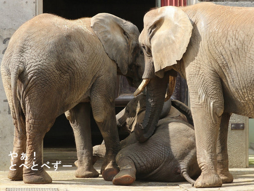 日本で唯一血縁関係のあるアフリカゾウの親子が暮らす愛媛とべ動物園