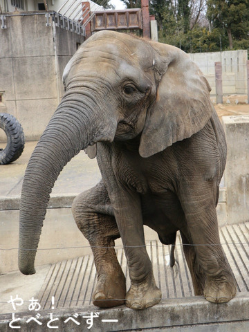 とべ動物園ブログ：やぁ！とべとべずー