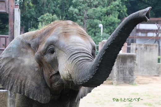とべ動物園アフリカゾウのブログ：やぁ！とべとべずー