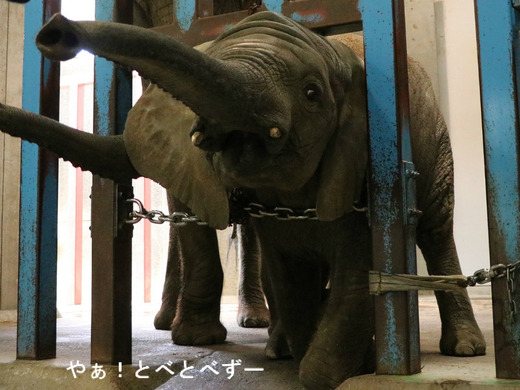 とべ動物園アフリカゾウのブログ:やぁ!とべとべずー