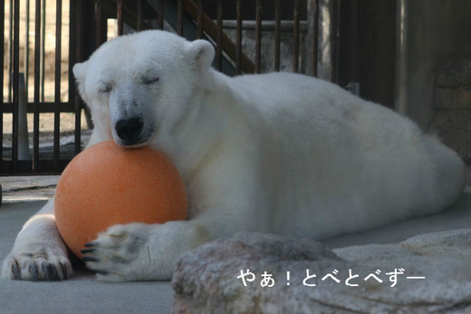 とべ動物園：ホッキョググマの”白クマ”ピース