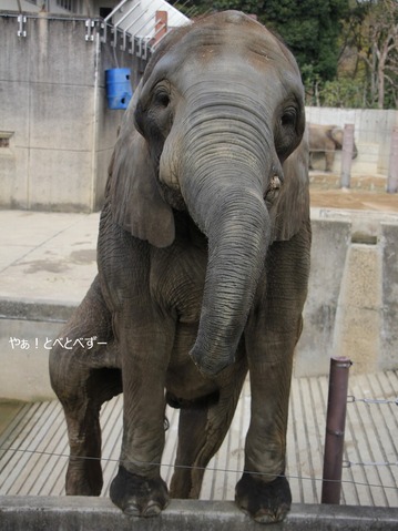 日本で初めて人工哺育で育った媛ちゃん：愛媛とべ動物園