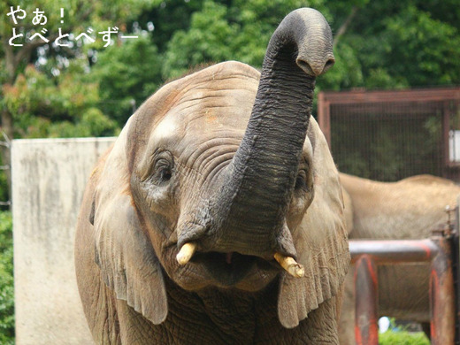 とべ動物園アフリカゾウの媛(ひめ)ちゃん