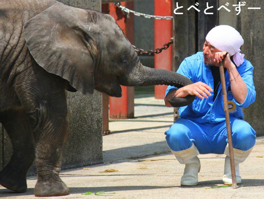 とべ動物園アフリカゾウの飼育員の椎名修さん