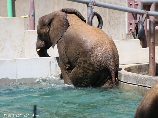 とべ動物園アフリカゾウ：砥愛ちゃん（メス、11歳）