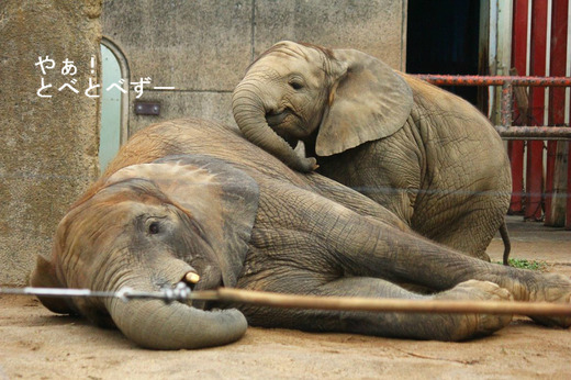 とべ動物園アフリカゾウイベント：媛ちゃん９歳のお誕生会開催