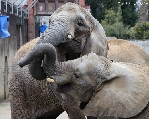 とべ動物園アフリカゾウ:アフ、リカ、媛、砥夢、砥愛