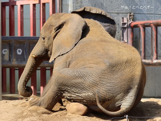 アフリカゾウ、アジアゾウ大好きブログ:やぁ!とべとべずー