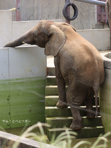 階段を上り下りするアフリカゾウの砥愛ちゃん＠愛媛県立とべ動物園