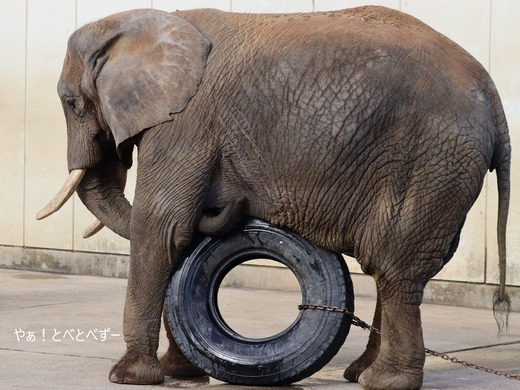 アフリカゾウ写真家：矢野賢一（やぁ！とべとべずー）