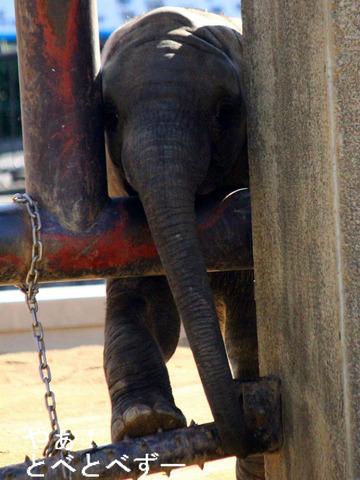 2013年に生まれたアフリカゾウの子象の砥愛（とあ）ちゃん