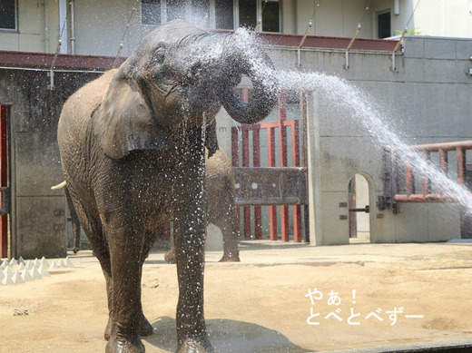 水浴びをするアフリカゾウ：愛媛とべ動物園
