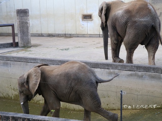 とべ動物園アフリカゾウのブログ：やぁ！とべとべずー