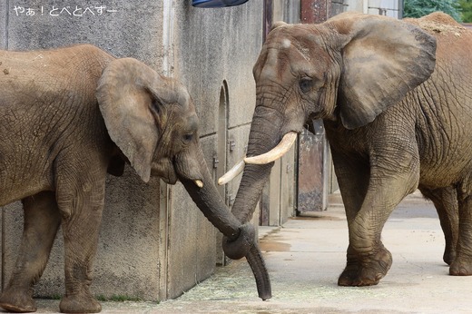 日本で唯一血縁関係のあるアフリカゾウ親子が暮らす動物園