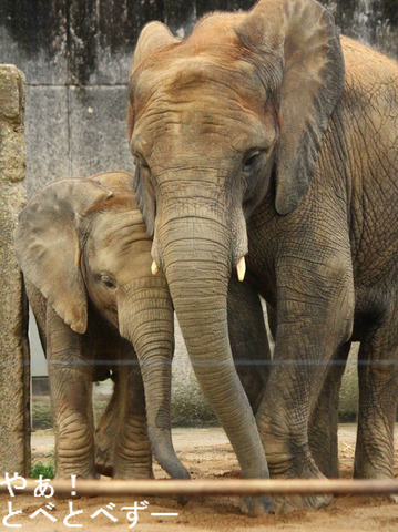 日本で唯一アフリカゾウの親子が暮らす愛媛とべ動物園