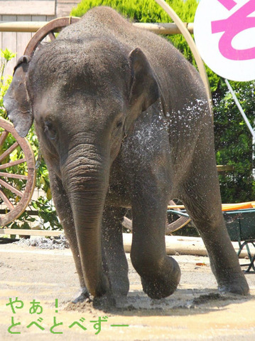 赤ちゃんゾウがかわいい、市原ぞうの国