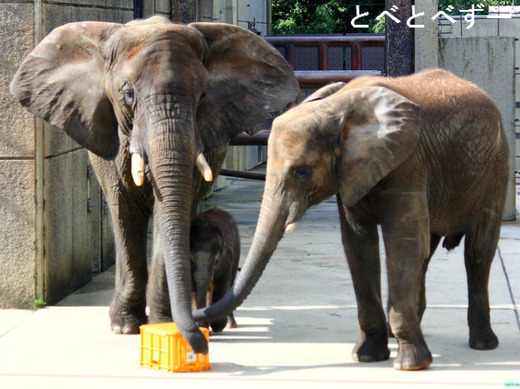 とべ動物園アフリカゾウの親子：リカ、媛、砥愛