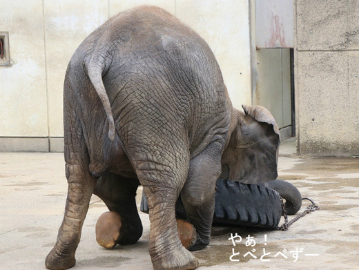 とべ動物園アフリカゾウ:アフ、リカ、媛、砥夢、砥愛