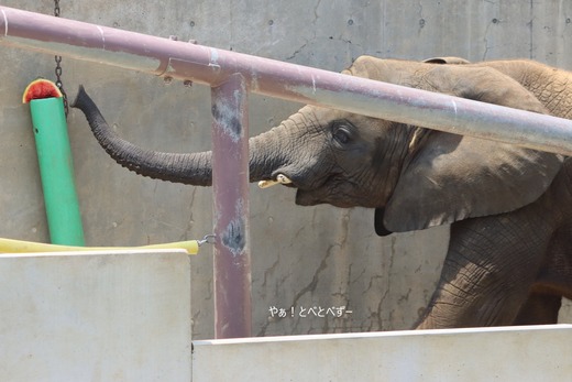 とべ動物園アフリカゾウ：アフ、リカ、媛、砥夢、砥愛