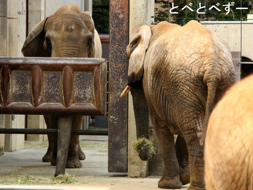 アフリカゾウの写真満載のブログ：アフ父さん、リカ母さん