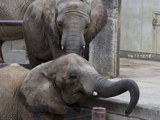 日本で唯一サバンナゾウの親子が暮らす愛媛とべ動物園