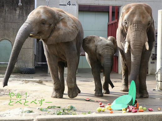 日本で唯一アフリカゾウの親子が暮らす愛媛県立とべ動物園