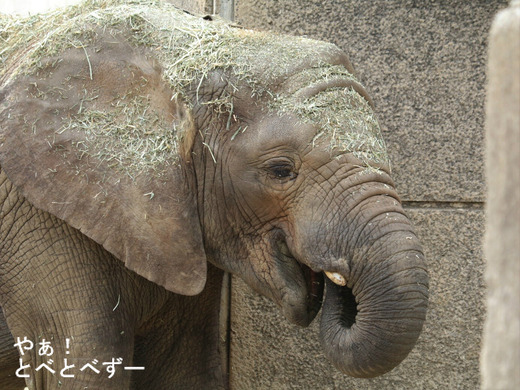 日本で唯一のアフリカゾウの子象の砥愛ちゃん（メス、６歳）